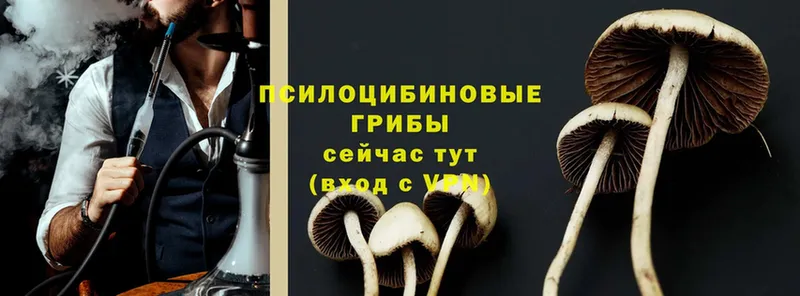 KRAKEN ССЫЛКА  Ковылкино  Галлюциногенные грибы Magic Shrooms 